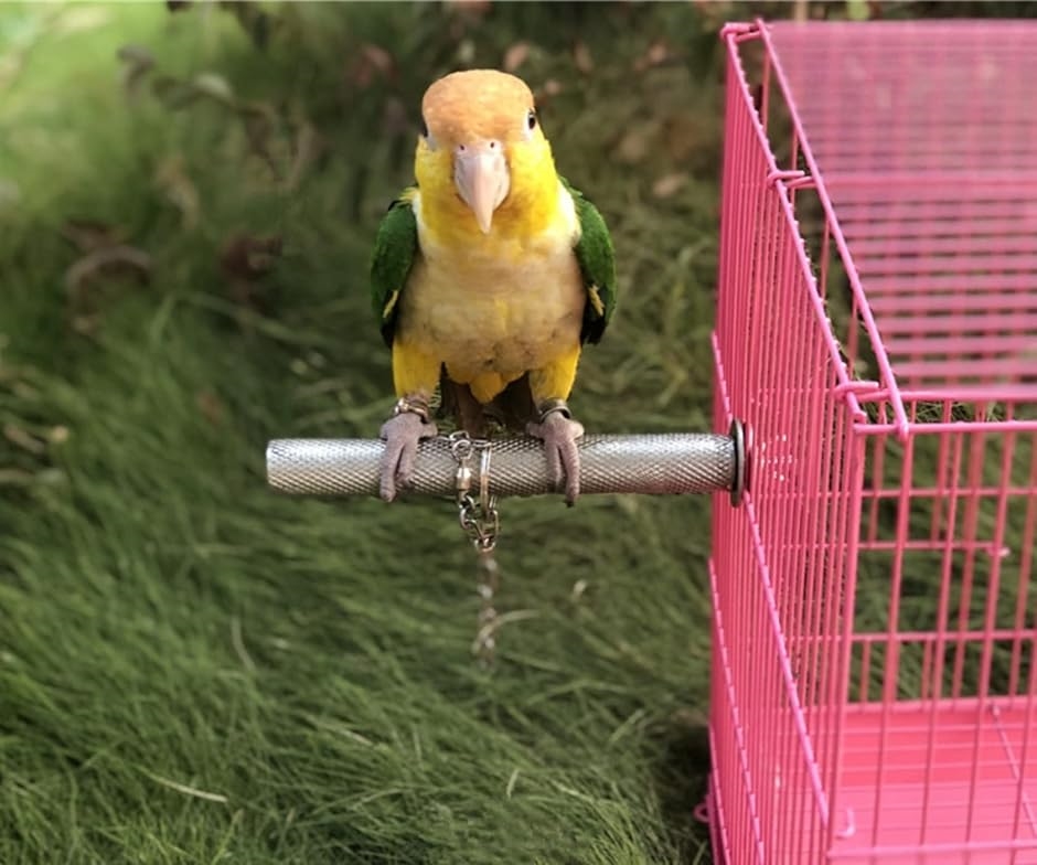 止まり木 爪とぎ 爪磨き くちばし やすり おもちゃ 洗える インコ 文鳥 オウム 小鳥 ステンレス 20cm 1本(シルバー)