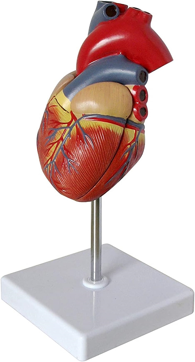 心臓 模型 実物大 人体模型 スタンド付き( フルカラー)｜zebrand-shop