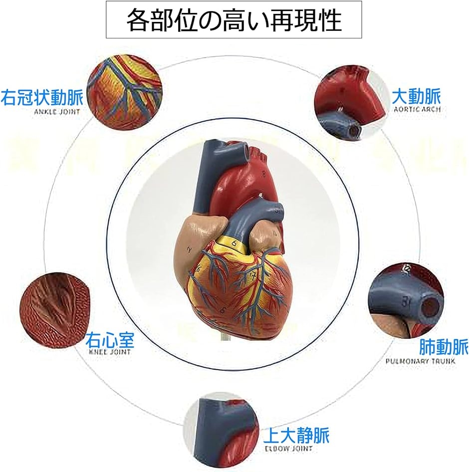 心臓 模型 実物大 人体模型 スタンド付き( フルカラー)｜zebrand-shop｜04