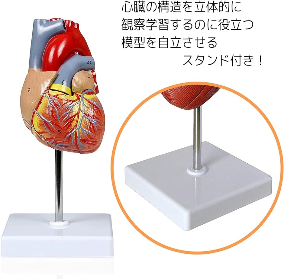 心臓 模型 実物大 人体模型 スタンド付き( フルカラー)｜zebrand-shop｜05