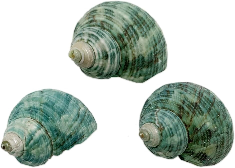 ���h�J���̂����� �h�ւ��p �~�h���̊L�k �R�� S�T�C�Y ���� 30-34mmS37-2(S�T�C�Y ���� 30-34mm)