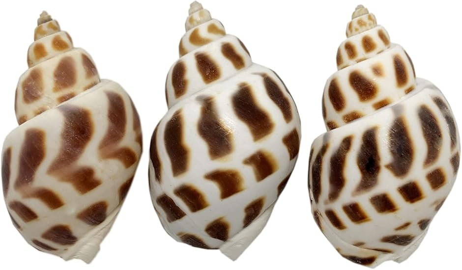 ���h�J���̂����� �h�ւ��p �o�C�K�C �R�� XXL�T�C�Y ���� 60-69mmS35-6 (XXL�T�C�Y ���� 60-69mm)