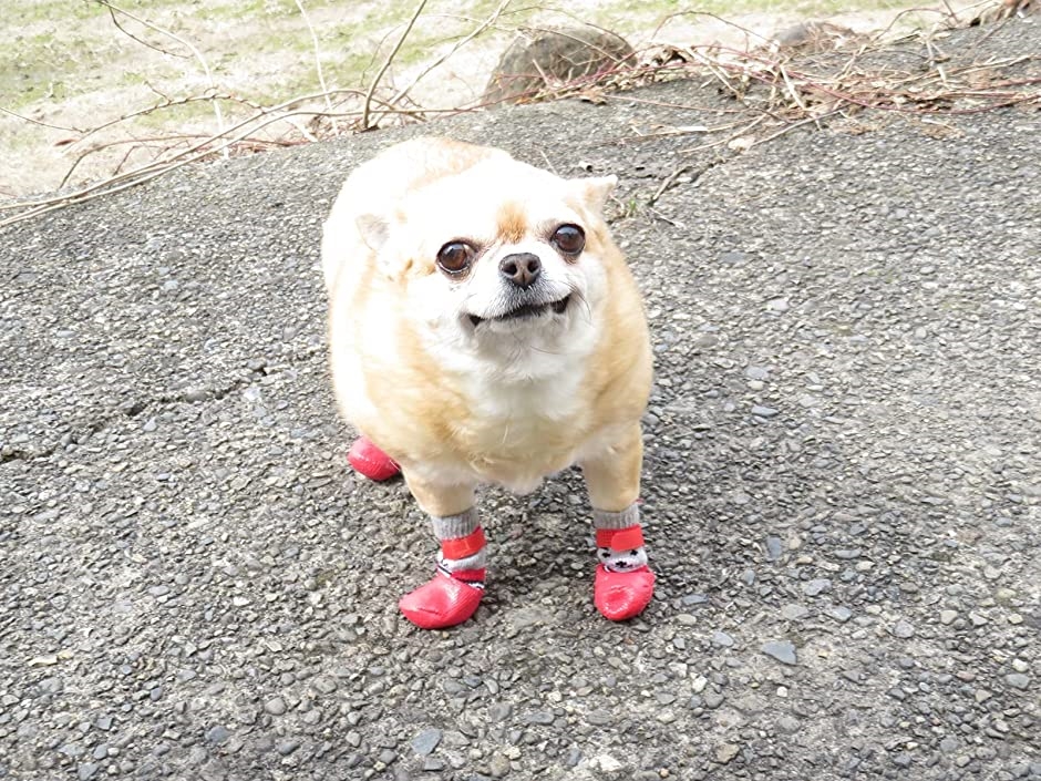 小型犬用靴下 滑り止め 犬用ソックス 肉球保護( レッド,  L)｜zebrand-shop｜03