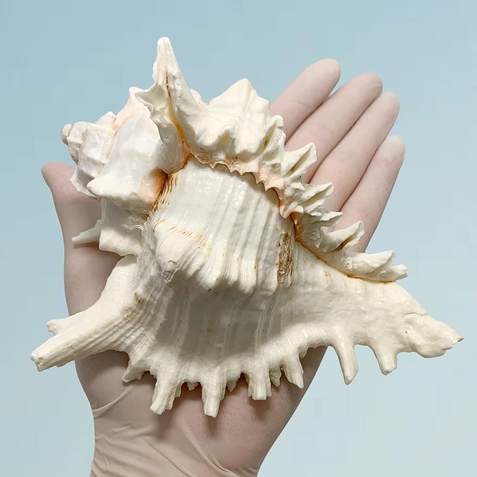 ゼブランドショップ海の贈り物 大サイズ テングガイ マリン ハワイアン 100 1mm 撮影小道具 ２個入り インテリア 長辺 貝殻 2個セット