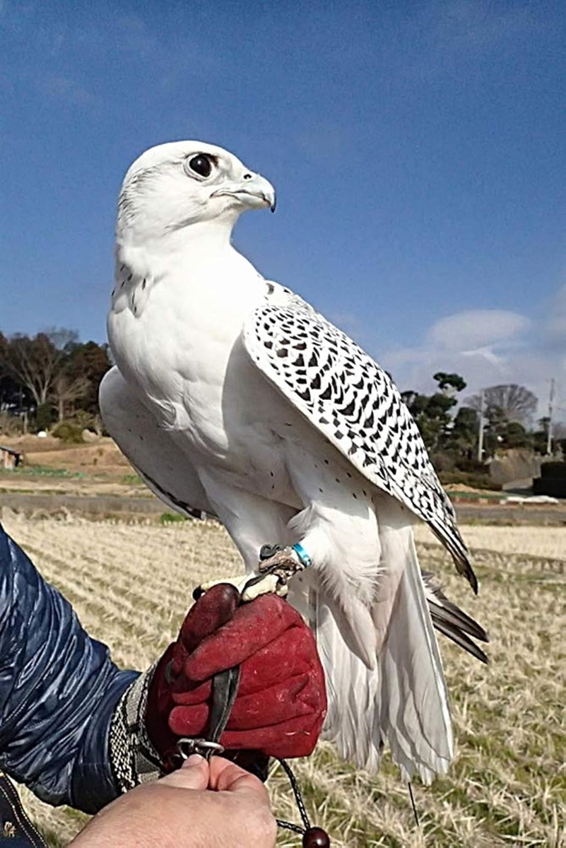 ペットグローブ キャンプ バーベキュー 手袋 園芸 動物 爬虫類 噛みつき 引っかき 耐熱 厚手 イエロー(黄色,  60cm) | ブランド登録なし | 02