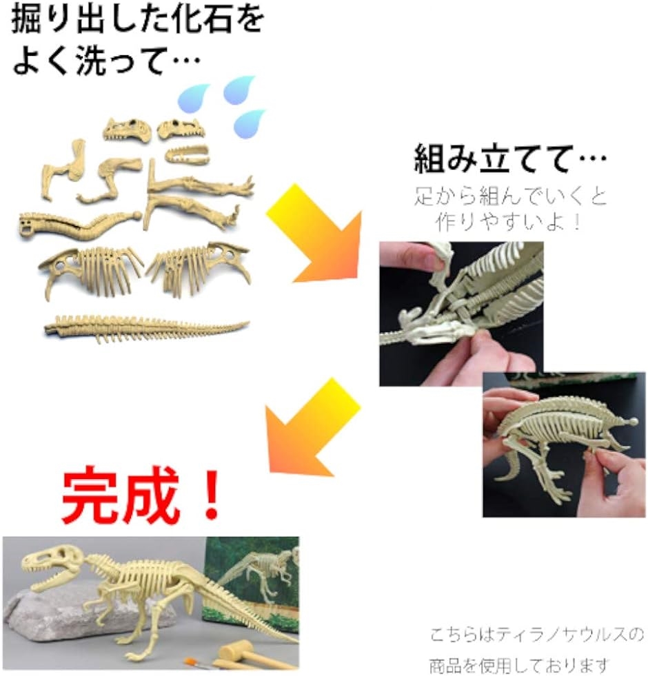 恐竜ラプトル ヴェロキラプトル 小型肉食きょうりゅう 化石発掘セット｜zebrand-shop｜04