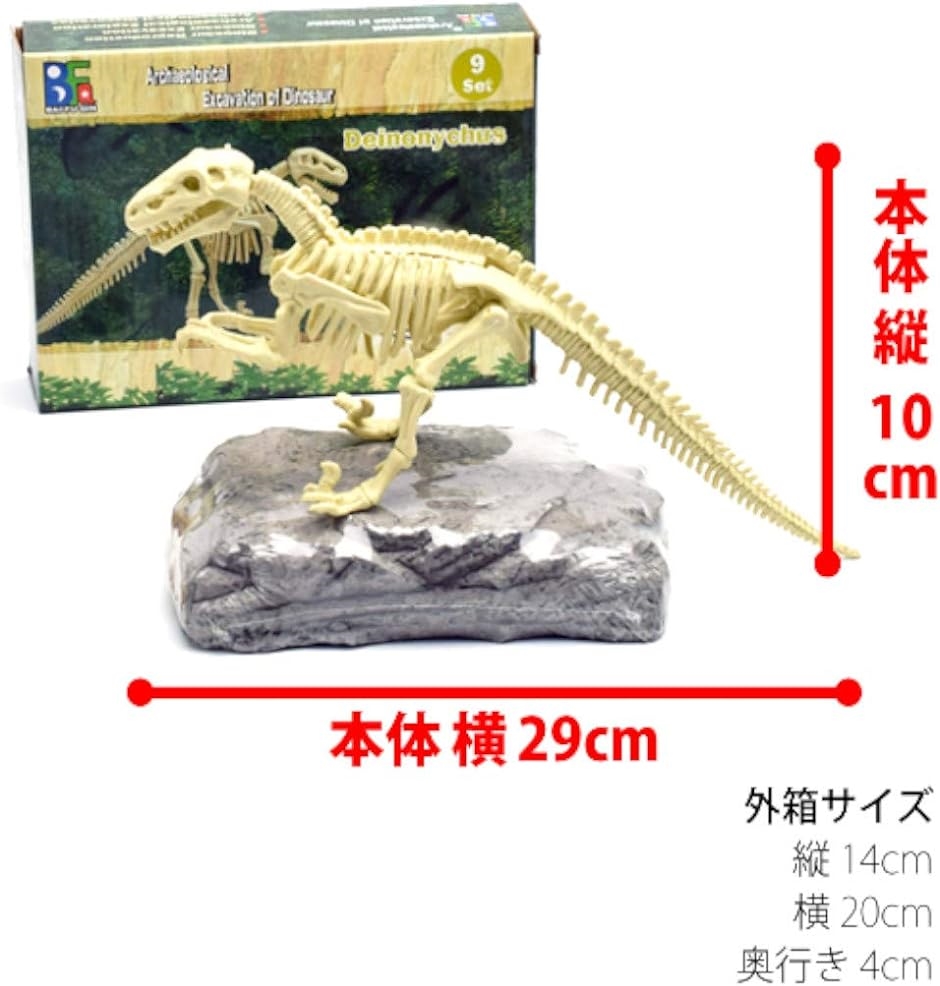 恐竜ラプトル ヴェロキラプトル 小型肉食きょうりゅう 化石発掘セット｜zebrand-shop｜06