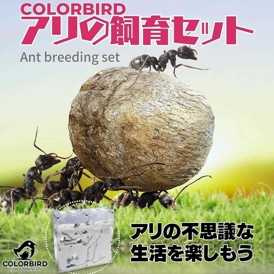 アリ 飼育（虫かご、飼育ケース）の商品一覧｜昆虫用品 | ペット用品
