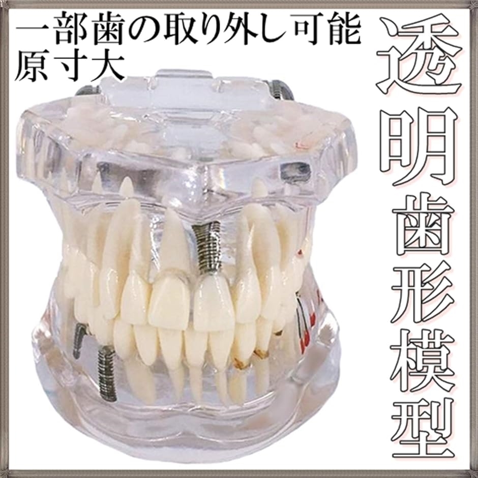 歯科模型 歯列模型 歯医者 研究 説明 教材 学習用( 実物大・透明) : ゼ