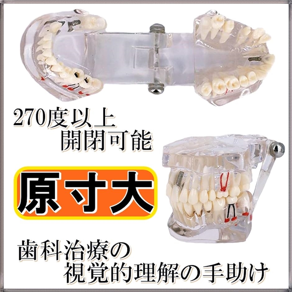 歯科模型 歯列模型 歯医者 研究 説明 教材 学習用( 実物大・透明) : ゼ