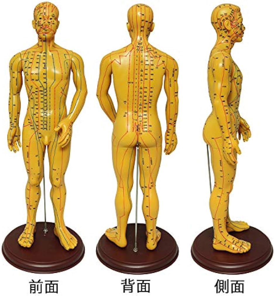 人体模型 筋肉と経絡の詳細表示 約30cm 人体模型 筋肉と経絡の詳細 - メルカリ