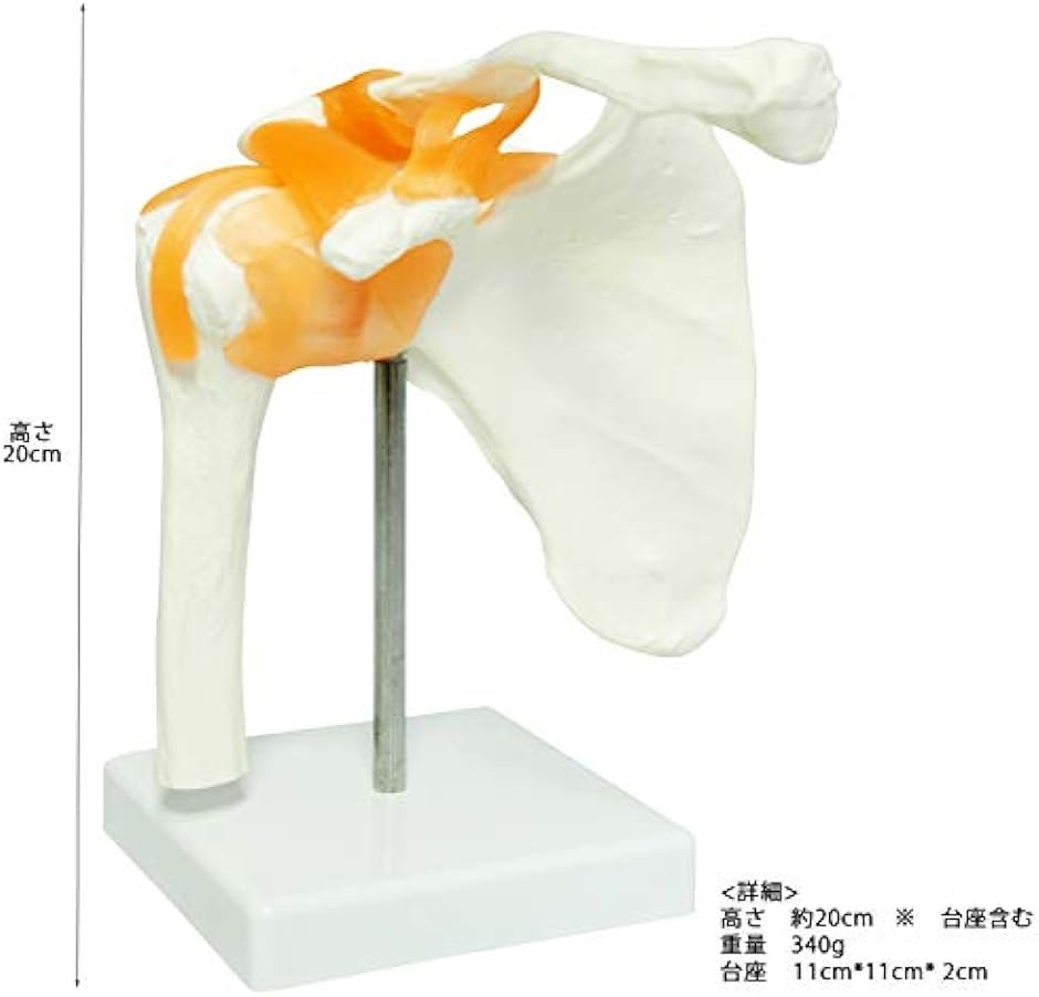 肩甲骨 肩関節 鎖骨 模型 モデル 人体 骨格模型 標本 靭帯 医学 学習用 稼動 右肩 台座 取外し( 右肩 台座 取外し)｜zebrand-shop｜02