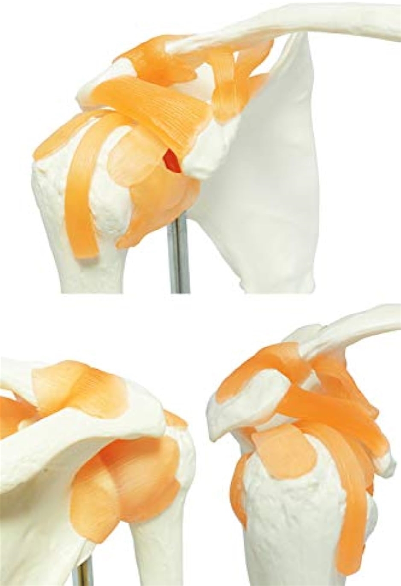 肩甲骨 肩関節 鎖骨 模型 モデル 人体 骨格模型 標本 靭帯 医学 学習用 稼動 右肩 台座 取外し( 右肩 台座 取外し)｜zebrand-shop｜05