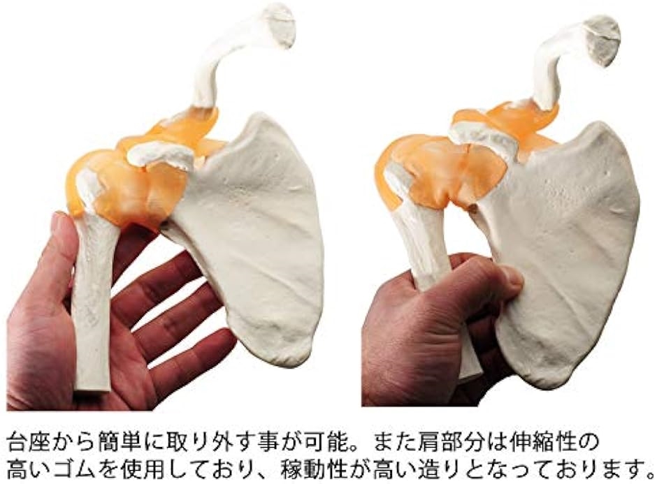 肩甲骨 肩関節 鎖骨 模型 モデル 人体 骨格模型 標本 靭帯 医学 学習用