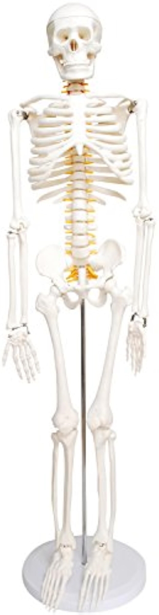 人体骨格模型 骨格標本 稼動 直立 スタンド 教材 85cm 1/2 モデル 