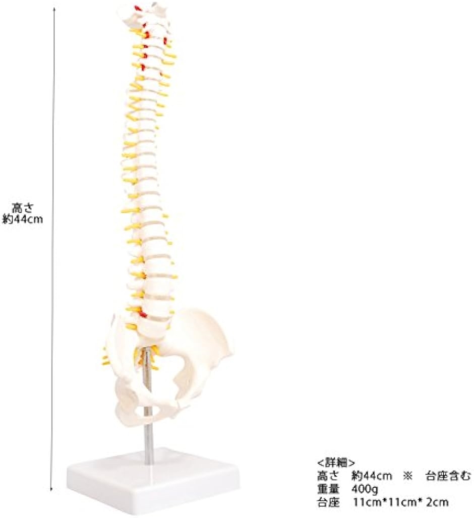 人体模型 脊椎骨盤模型 脊柱 脊髄 背骨 腰椎 股 関 節 1/2 モデル なし( 股 関 節 なし)