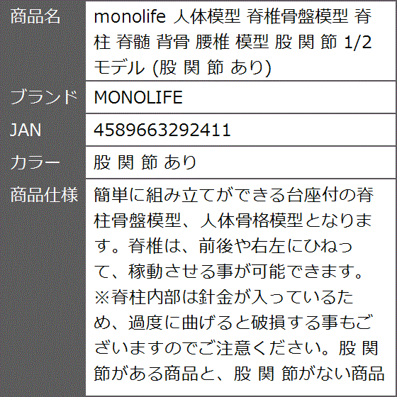 人体模型 脊椎骨盤模型 脊柱 脊髄 背骨 腰椎 股 関 節 1/2 モデル あり