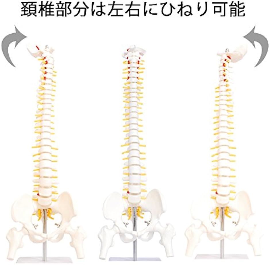 人体模型 脊椎骨盤模型 脊柱 脊髄 背骨 腰椎 股 関 節 1/2 モデル あり