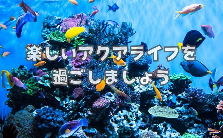 オーオー ろ過材 ヤシガラ活性炭 水槽 濾過材 水質浄化 金魚 メダカ(黒