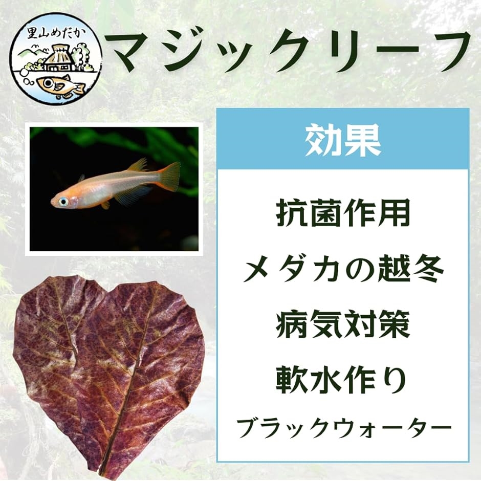 マジックリーフ モモタマナ 国産 水質改善 ベタリーフ メダカ 軟水葉