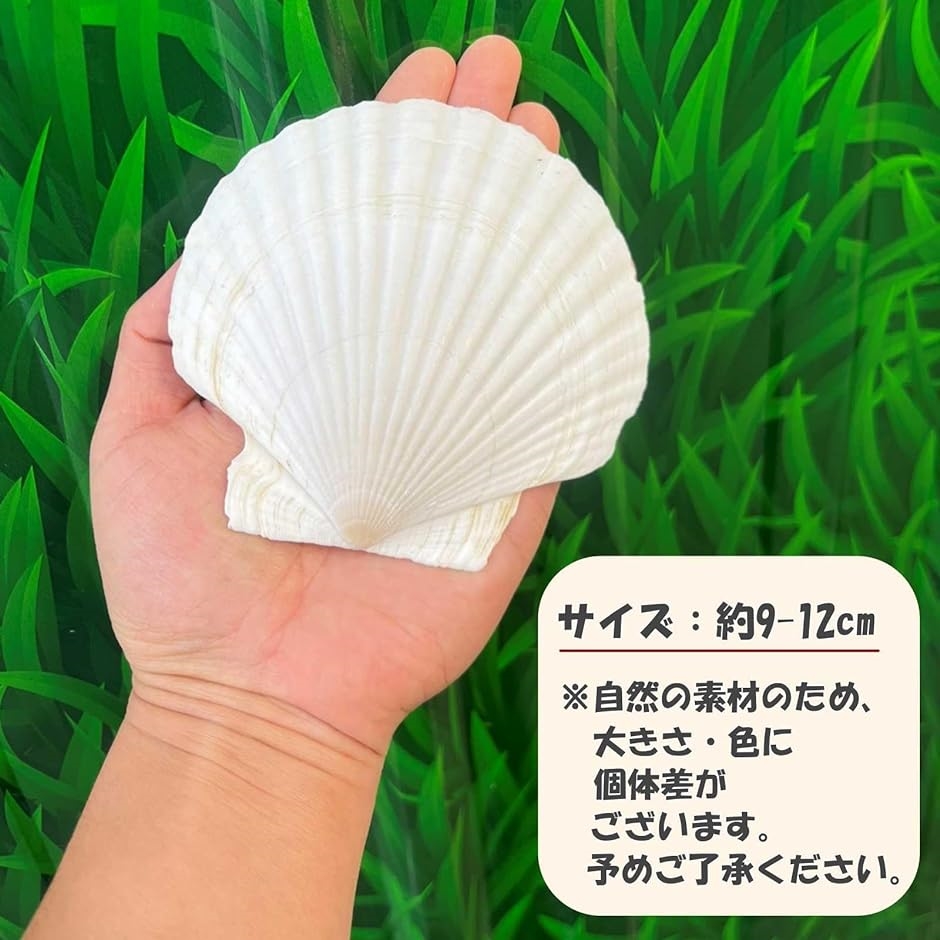 ホタテ 貝殻 10枚セット シェルパーツ ホタテガイ マリン 素材