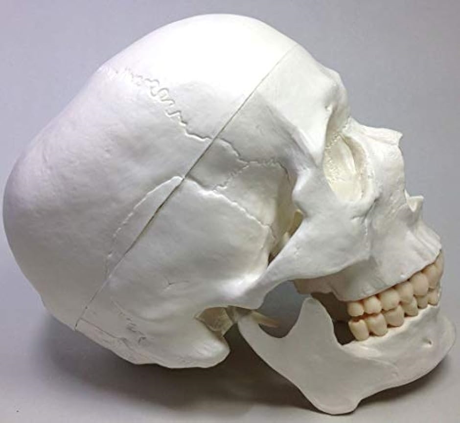 実物大 超精密 頭蓋骨 模型 可動 タイプ 歯科 耳鼻科 眼科 学校教材用