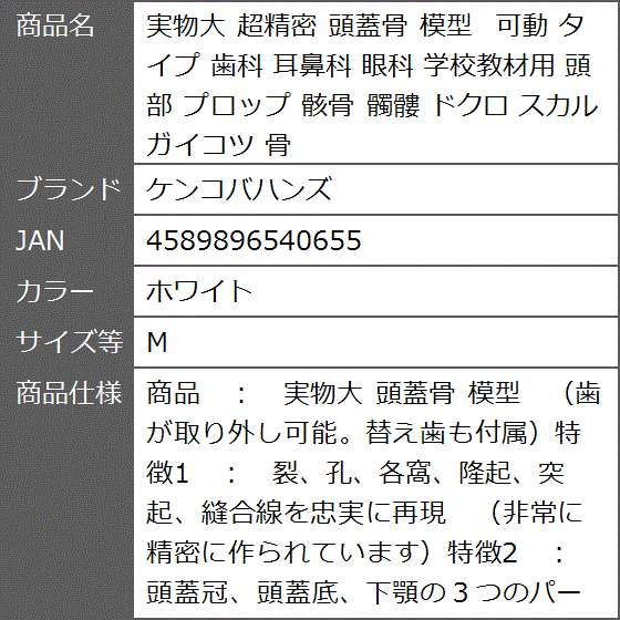 実物大 超精密 頭蓋骨 模型 可動 タイプ 歯科 耳鼻科 眼科 学校教材用