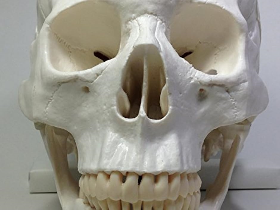 実物大 超精密 頭蓋骨 模型 可動 タイプ 歯科 耳鼻科 眼科 学校教材用