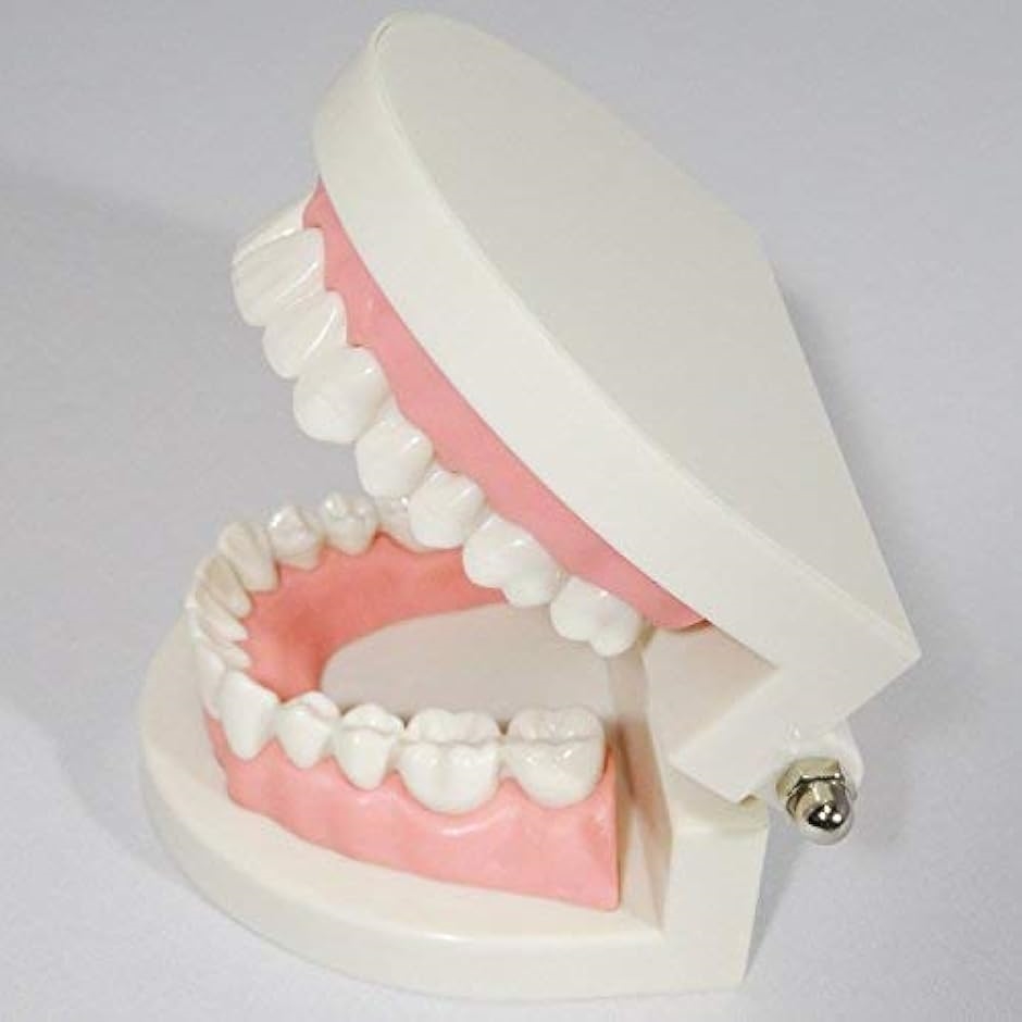 c my select 歯 模型 歯列模型 歯模型 実物大 モデル 180度 開閉式 歯ブラシ MDM( 1：歯ブラシセット,  実物大)｜zebrand-shop｜04