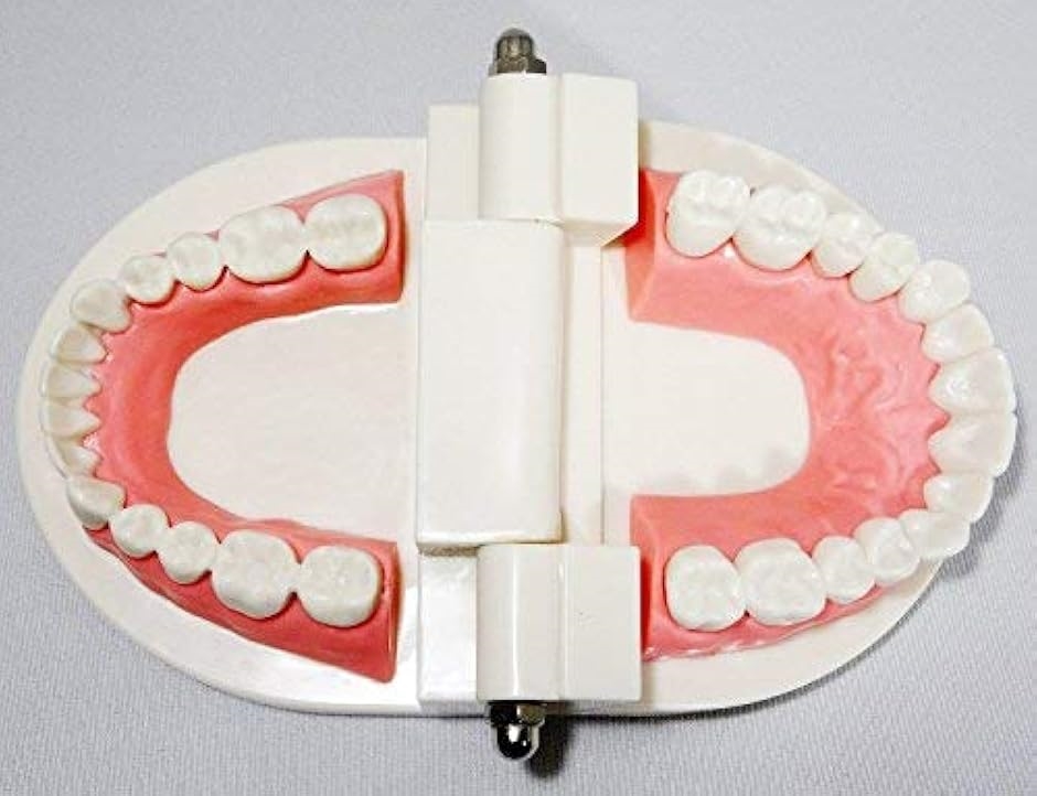 c my select 歯 模型 歯列模型 歯模型 実物大 モデル 180度 開閉式 歯ブラシ MDM( 1：歯ブラシセット,  実物大)｜zebrand-shop｜05