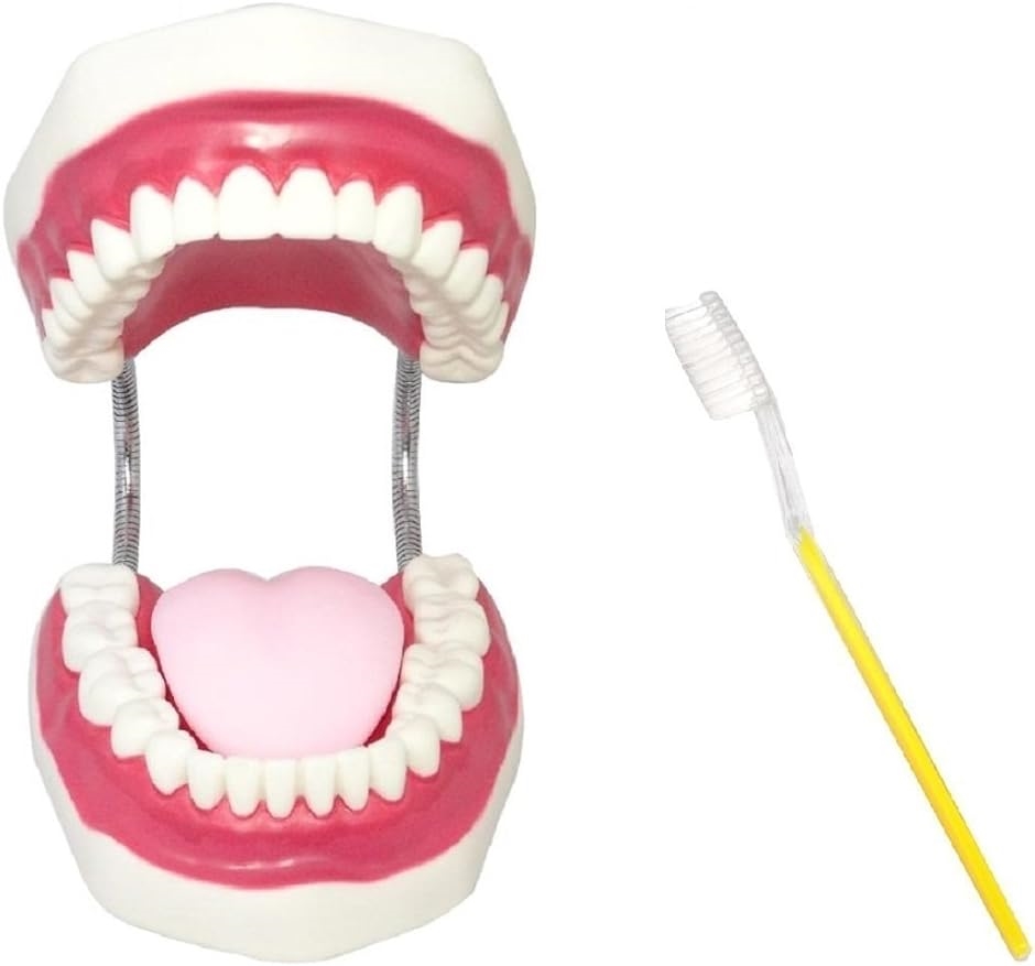 シーエムワイ セレクト 歯 模型 歯列模型 歯模型 大型 モデル 無段階 開閉式 歯ブラシ MDM( 歯ブラシセット,  1個 (x 1))｜zebrand-shop