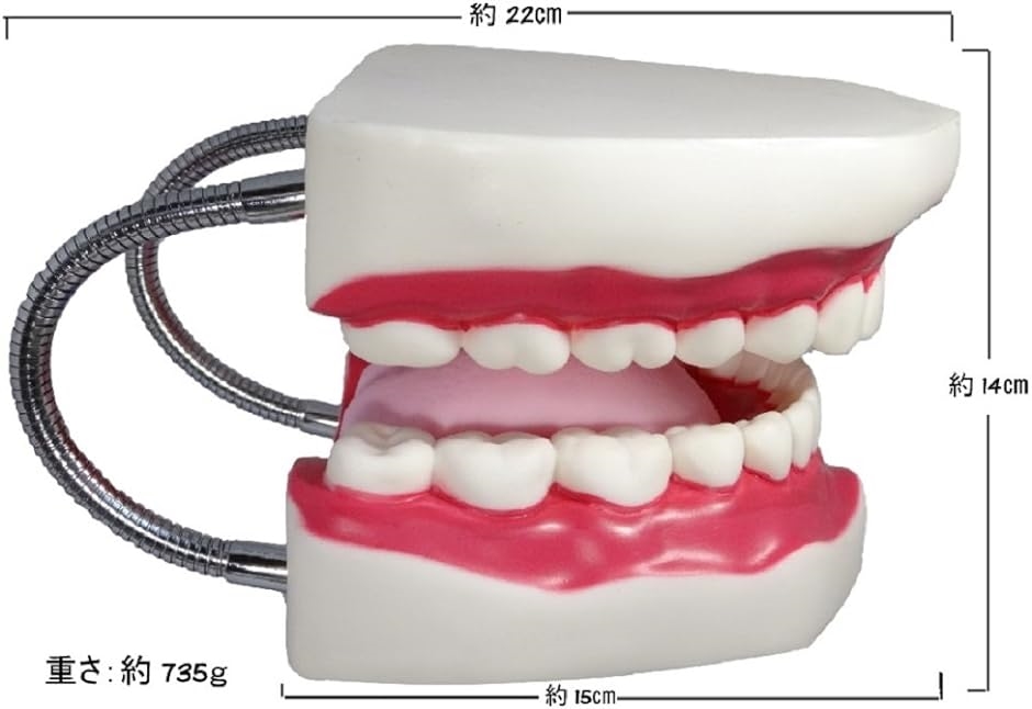 シーエムワイ セレクト 歯 模型 歯列模型 歯模型 大型 モデル 無段階 開閉式 歯ブラシ MDM( 歯ブラシセット,  1個 (x 1))｜zebrand-shop｜02