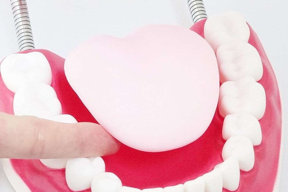 シーエムワイ セレクト 歯 模型 歯列模型 歯模型 大型 モデル 無段階 開閉式 歯ブラシ MDM( 歯ブラシセット,  1個 (x 1))｜zebrand-shop｜03