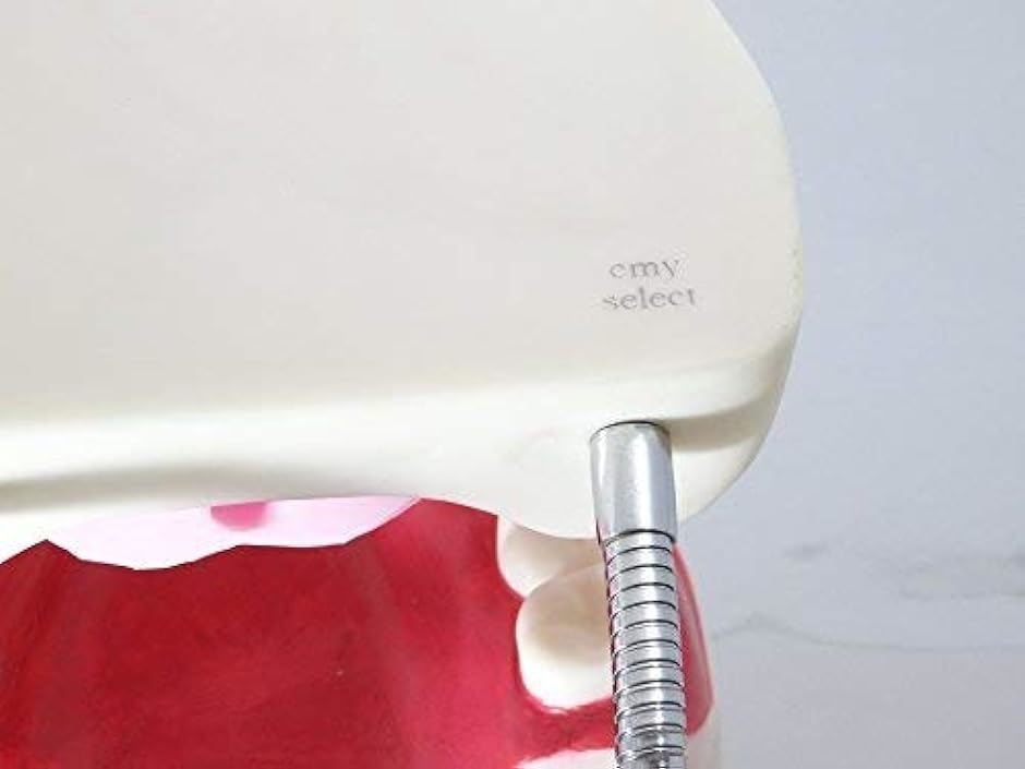 シーエムワイ セレクト 歯 模型 歯列模型 歯模型 大型 モデル 無段階 開閉式 歯ブラシ MDM( 歯ブラシセット,  1個 (x 1))｜zebrand-shop｜05