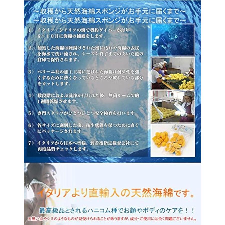 天然海綿スポンジ ハニコム種/全身用LLサイズ16ｃｍ｜zebrand-shop｜03