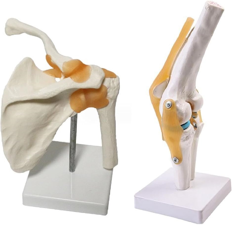 模型 モデル 人体 骨格 標本 靭帯 学習用 実物大