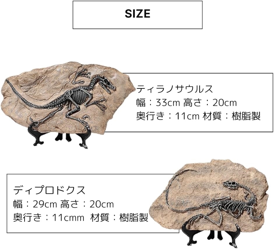 恐竜 化石 骨 骨格標本 骨格模型 おもちゃ フィギュア 置物 知育 インテリア｜zebrand-shop｜06