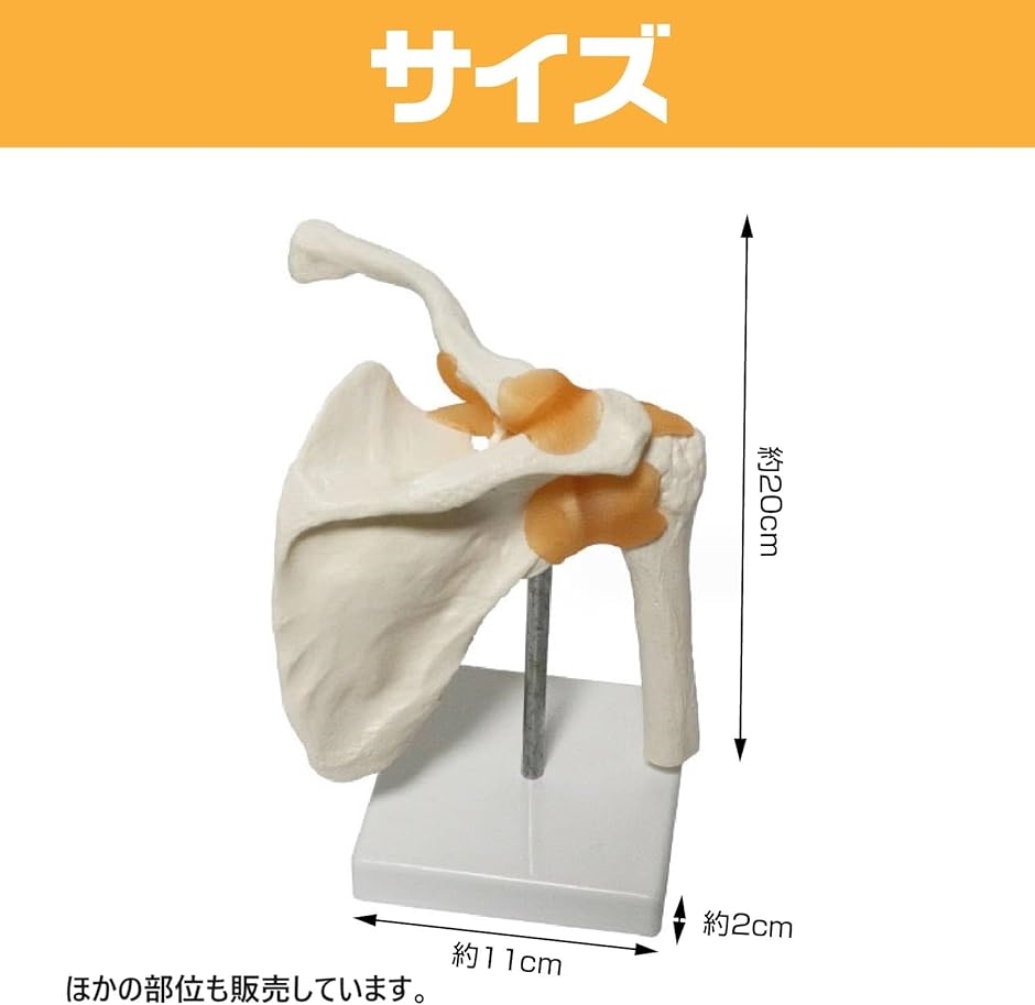 肩関節 鎖骨 肩甲骨 模型 モデル 人体 骨格 標本 靭帯 医学 学習用