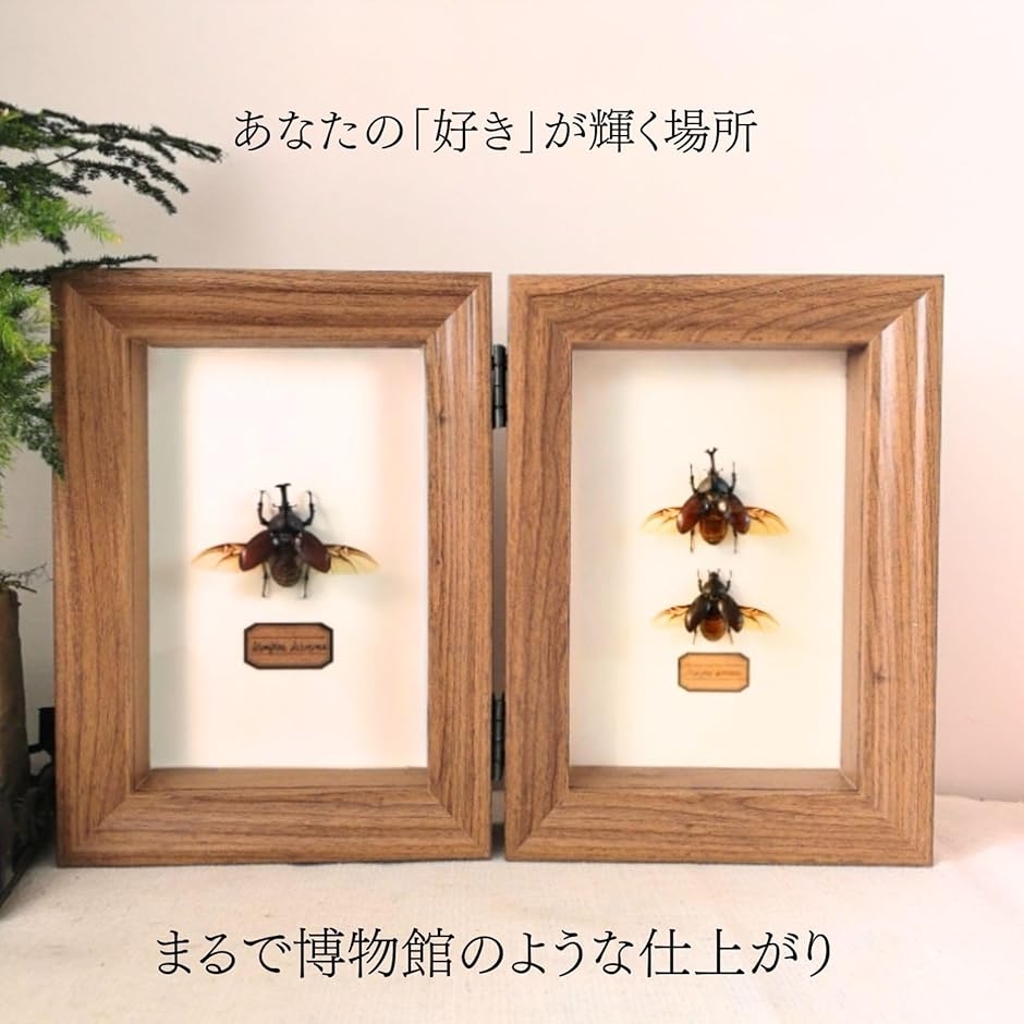 コレクションケース 標本キット標本箱 昆虫採集 小型 木製
