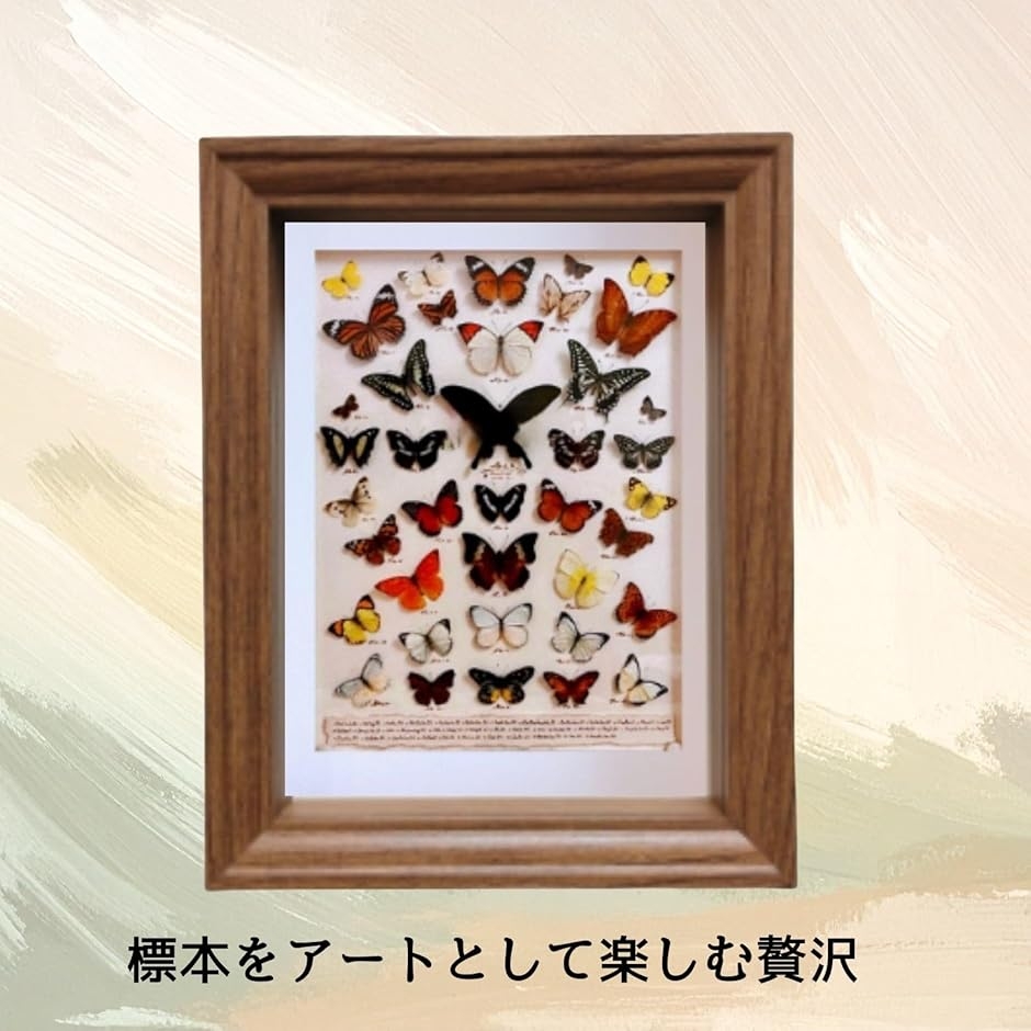 コレクションケース 標本キット標本箱 昆虫採集 小型 木製