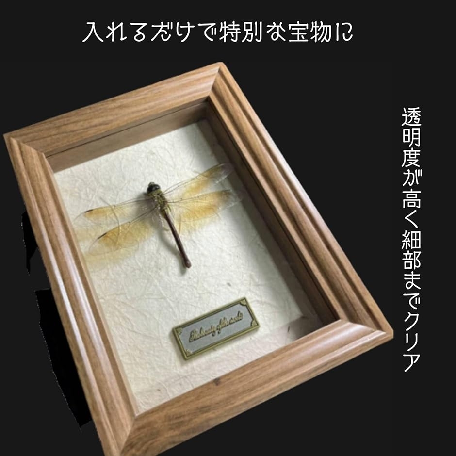 コレクションケース 標本キット標本箱 昆虫採集 小型 木製