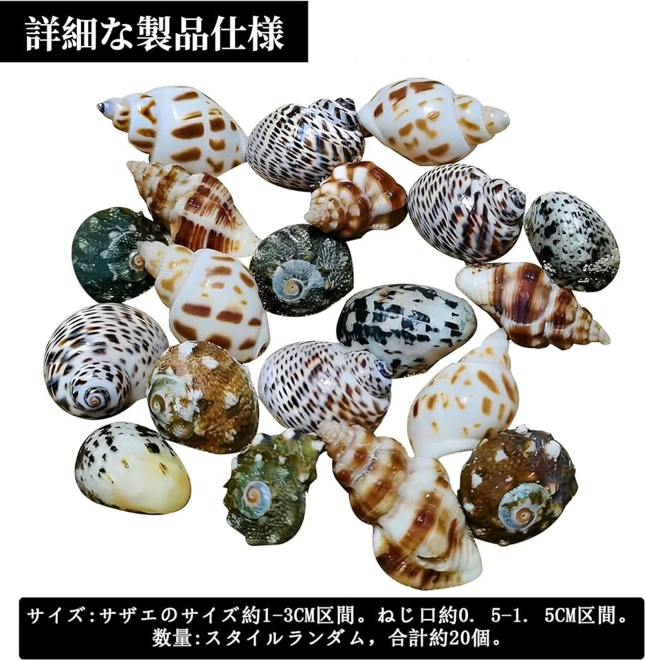 ヤドカリのお宿　{ 貝殻  巻貝 B } ヤドカリ引越用B級貝殻セット【サイズオーダー全国送料無料】【殻口