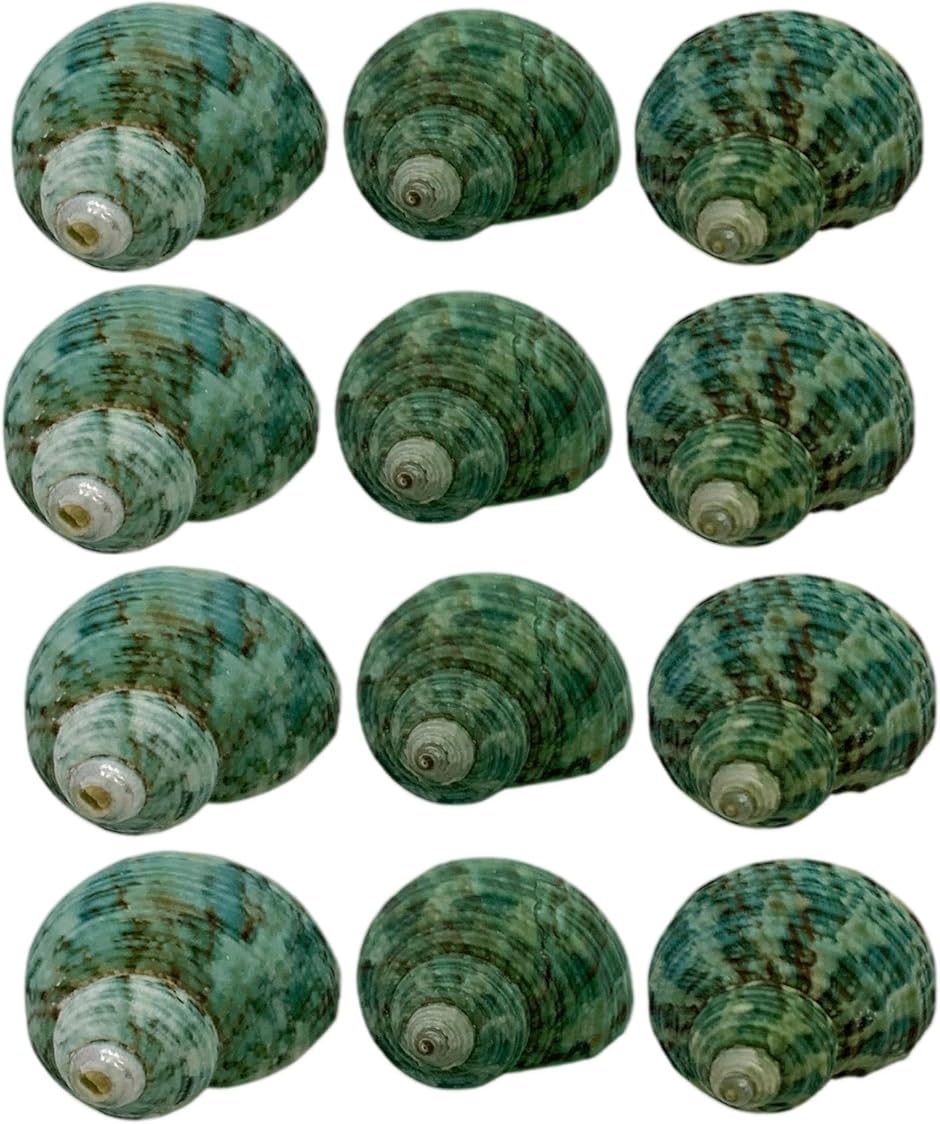 貝殻まとめ売り　27 Areolata Babalonia En: バイガイ-小-【約2～3cm】[メール便可-200g] 置物