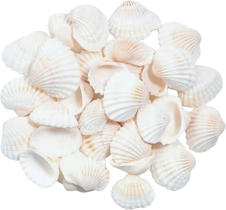 Azmio 貝殻 シェル アクセサリーパーツ DIY 手芸用品 白 ネイルパーツ ハンドメイド (shell)