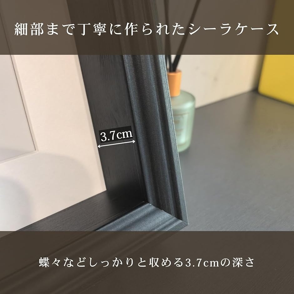 標本箱の商品一覧 通販 - Yahoo!ショッピング