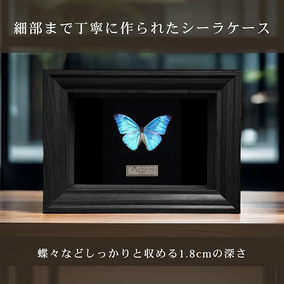 標本箱 シーラケース 蝶 小型 木製 (ナチュラル, 外寸23x28x3.8cm 内寸