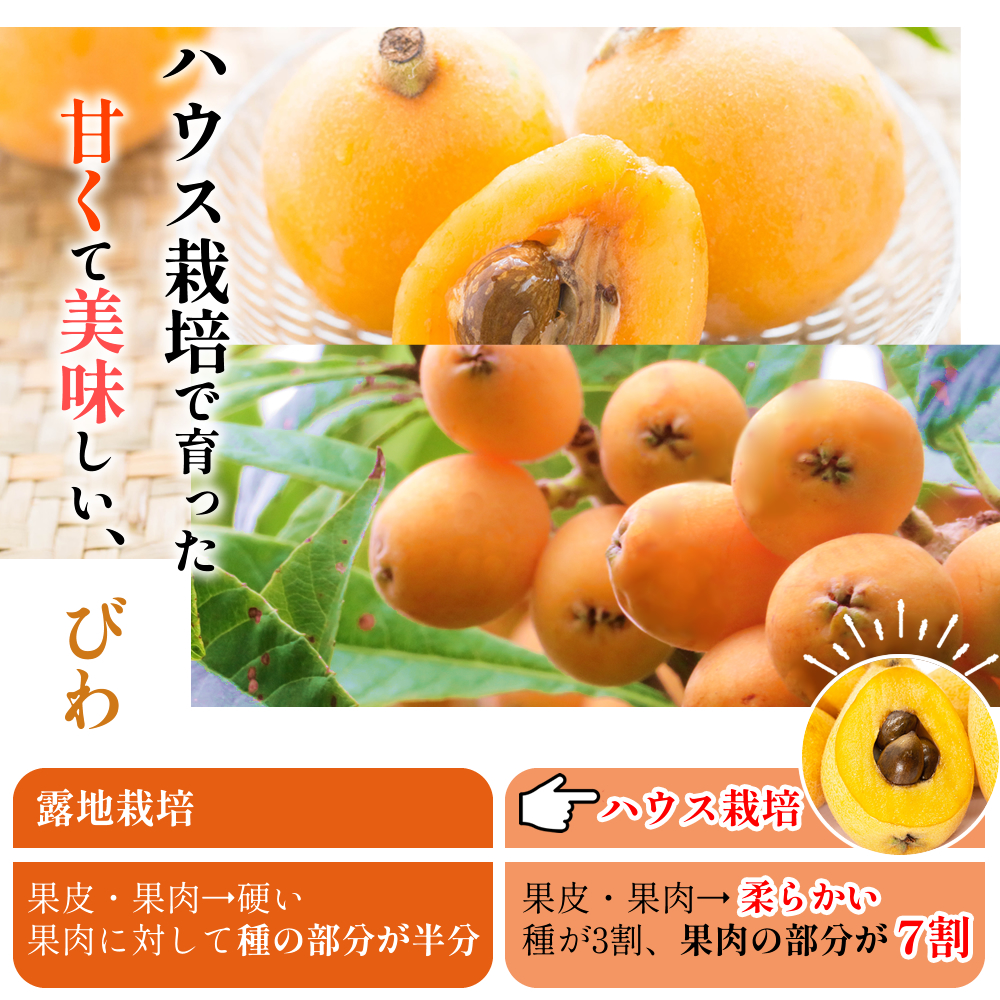 びわ,枇杷,ビワ,長崎県産,甘い,新鮮,お中元,御中元,お取り寄せ,送料無料,九州,ギフト,夏