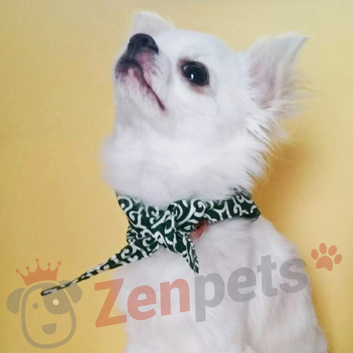 緑色 犬用 アクセサリー和柄 ネック おしゃれ 風呂敷包み 超小型犬 サイズ 小型犬 バンダナ 通常版 からくさ かわいい 風呂敷首巻 唐草模様 緑色 犬用 アクセサリー和柄 ネック おしゃれ 風呂敷包み 超小型犬 サイズ 小型犬 バンダナ 通常版 からくさ かわいい 風呂敷首巻 唐草模様