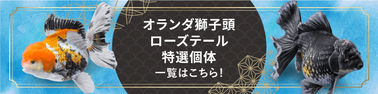 【返金保証】 動画 オランダ獅子頭 ローズテール (k1864) タイ産 特大個体 18cm 東錦 オス 7ヵ月 #金魚 オランダ獅子頭 ローズテール k1864