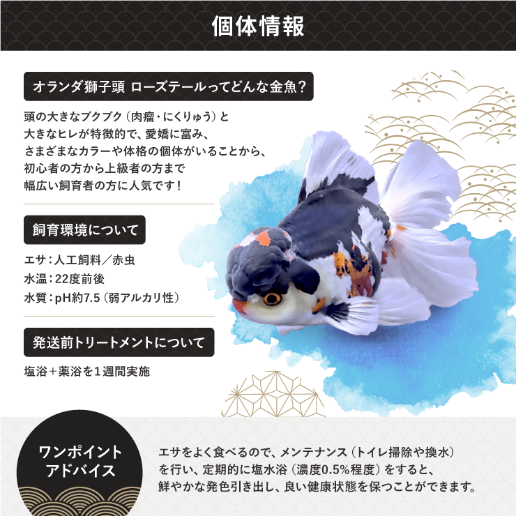【返金保証】 動画 オランダ獅子頭 ローズテール (k1864) タイ産 特大個体 18cm 東錦 オス 7ヵ月 #金魚 オランダ獅子頭 ローズテール k1864